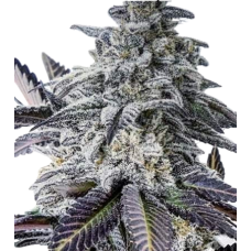 Eleven Roses Auto
