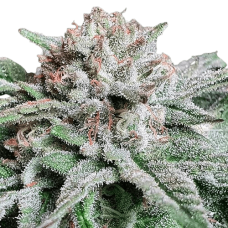 Golosa