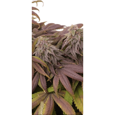 Golosa