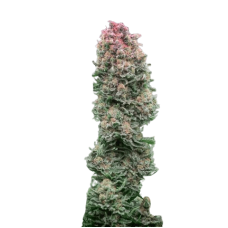 Glueberry O.G. cannabis seeds