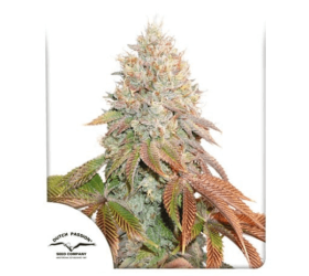 Auto Banana Blaze