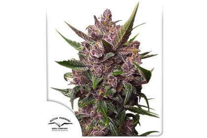 Auto Blackberry Kush