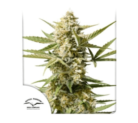 Auto CInderella Jack