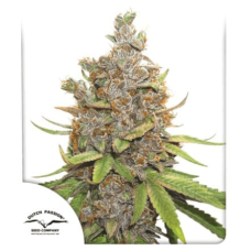 Auto Glueberry OG