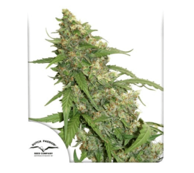 CBD ComPassion