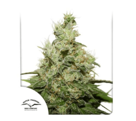 CBD Kush