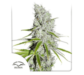 CBD Skunk Haze
