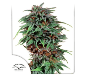Durban Poison