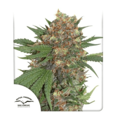 Master Kush