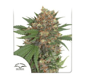 Master Kush