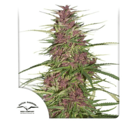 Purple  #1