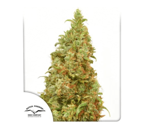 THC-Victory