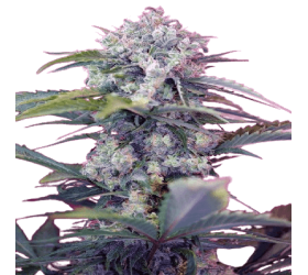 Auto Cream Mandarine