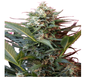 Auto Big Devil #2