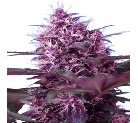 Auto Red Poison