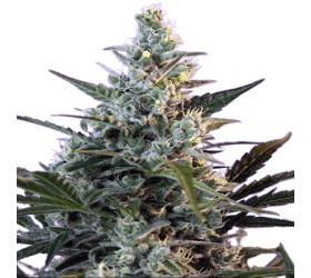 Auto Sweet Skunk