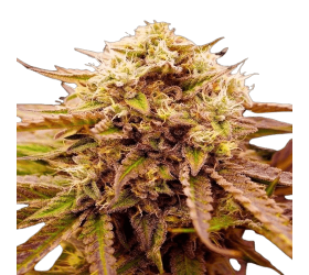 Appalachian Kush
