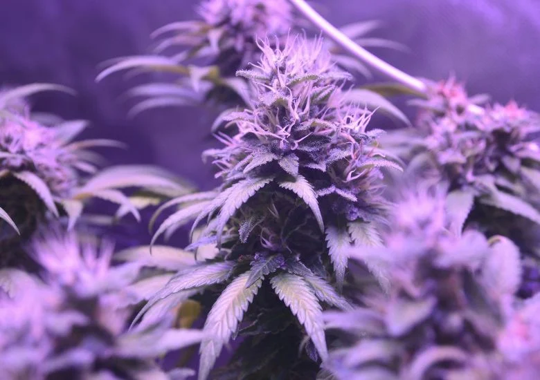 Fast-flowering varieties