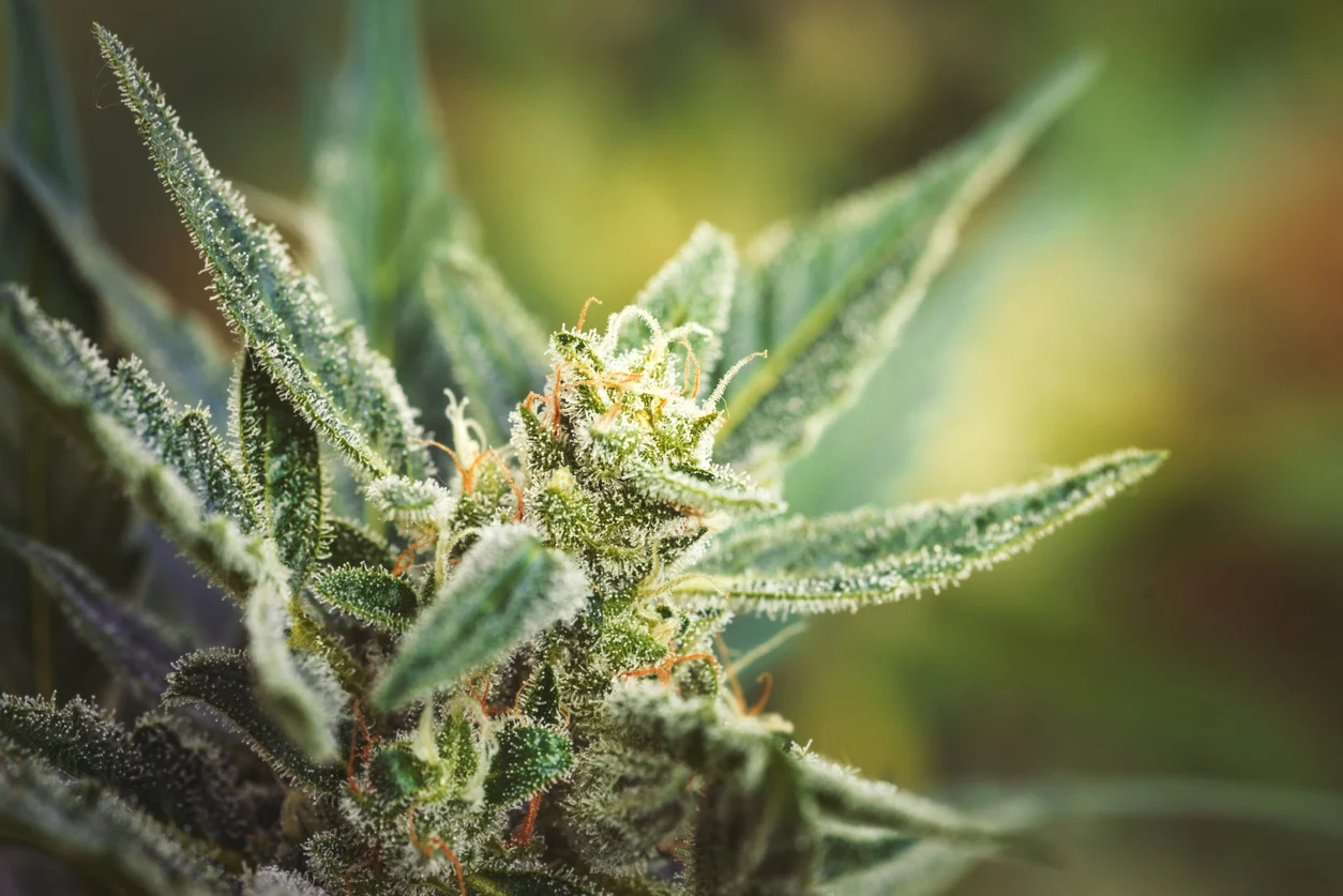 High THC